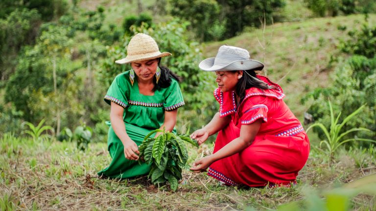 Proyecto de Café Robusta de FUNDACAMINO recibe reconocimiento en los Donativos Ambientales Ford 2025
