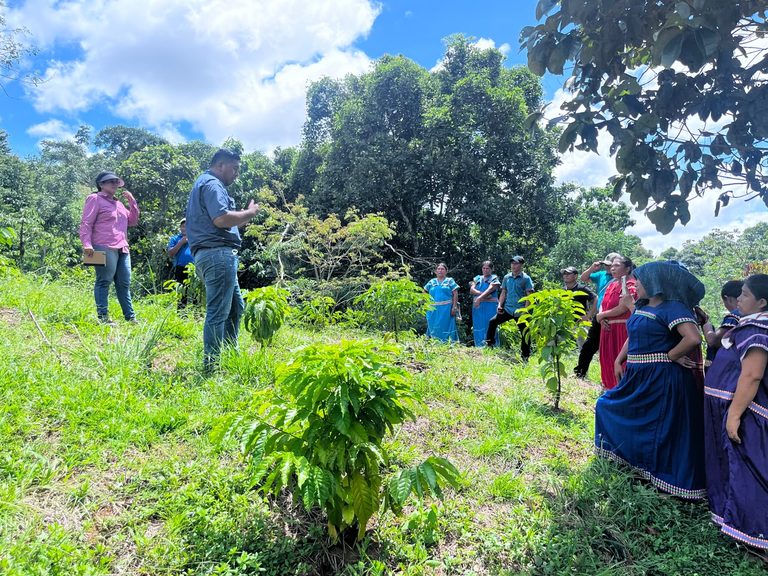 Café bajo sombra: cuando el saber de generaciones se encuentra con la producción sostenible